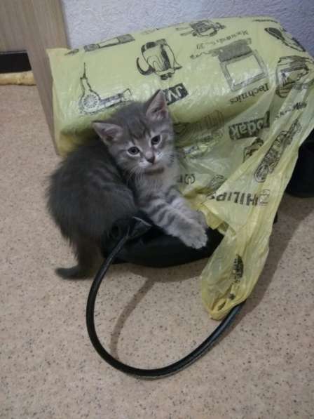 Котик 4 месяца отдам в заботливые руки в Пензе