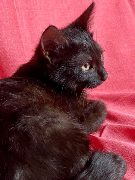Черный жемчуг - котёнок Коржик ищет заботливых хозяев в Москве фото 3