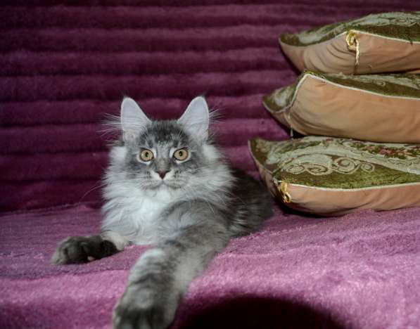 Свободны шикарные котята мэйн-куны редких окрасов в Москве фото 17