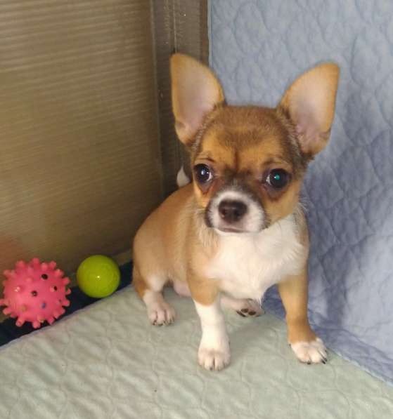 Милые щенки Чихуахуа 2 месяца в Железнодорожном фото 5