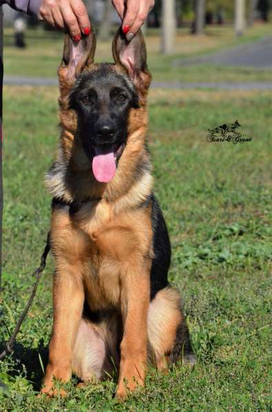 Немецкая овчарка в фото 18