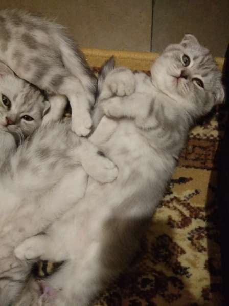 Шотландские котята в Санкт-Петербурге фото 5