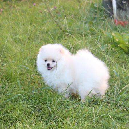 Белый пом в Санкт-Петербурге фото 5