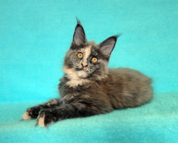 Кошечка мейн-кун из питомнника в Казани фото 25