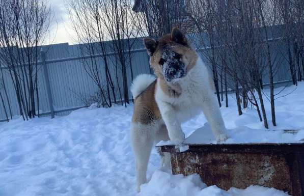 Акита в Ростове-на-Дону фото 36