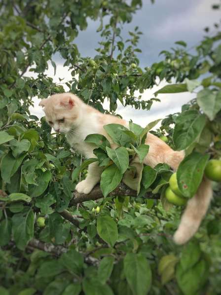 Шотландские котятки в Владимире фото 5