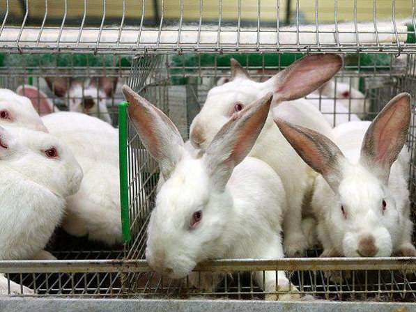 Продажа кролиководческой фермы.
