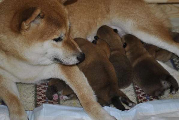 Очаровательные щенки Сиба-ину (маленькие Хатико)