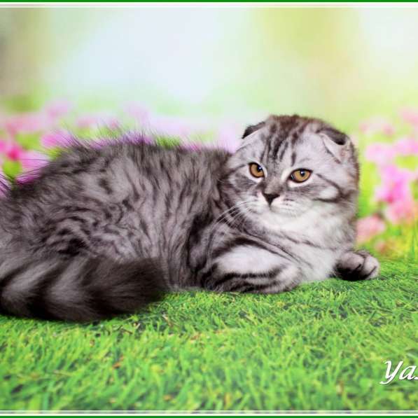 Девочка хайленд страйт в Санкт-Петербурге фото 7