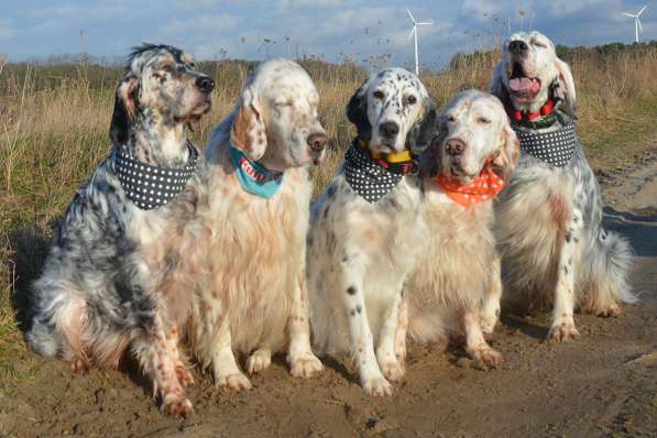 Английский сеттер щенки из элитного питомника в Москве фото 191