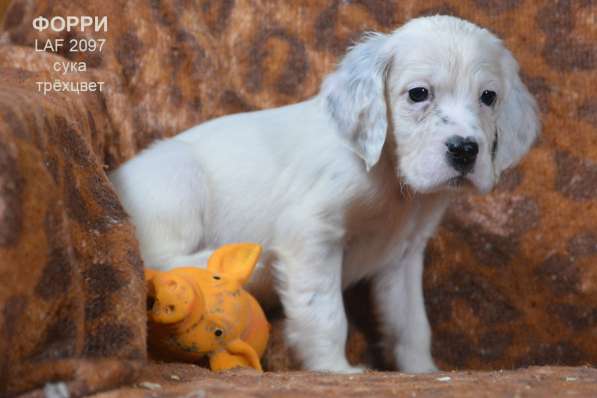 Английский сеттер щенки из элитного питомника в Москве фото 93