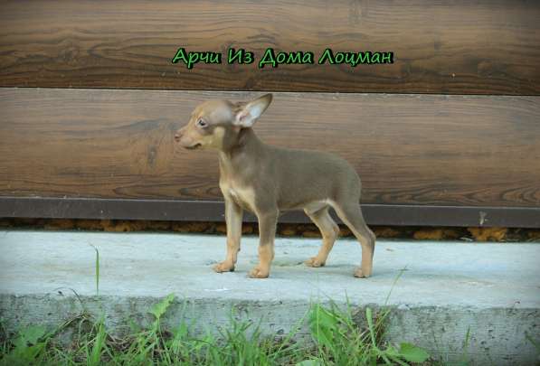 Щенки Русского той -терьера в Новосибирске фото 42