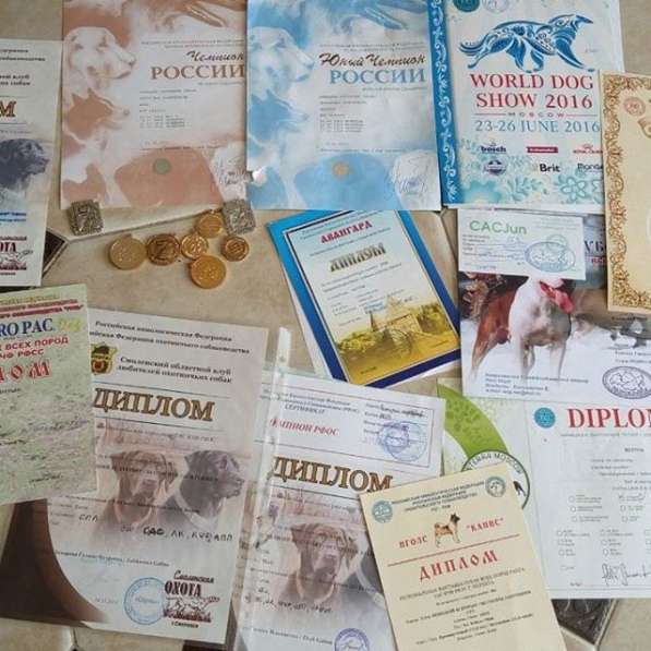 Щенки янгтерьера. Доставка по России в Москве фото 7