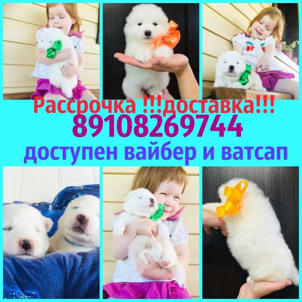 Щеночки самоеда+кобель для вязки в Петрозаводске