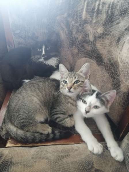 Три кота в Рязани фото 5
