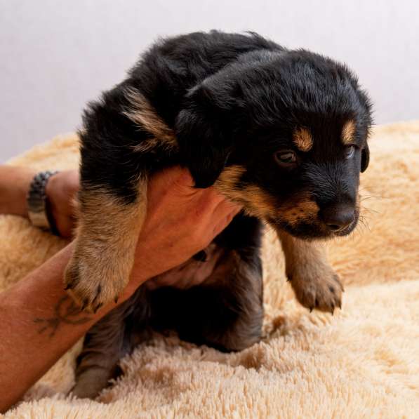 Щенки в дар в Москве фото 9