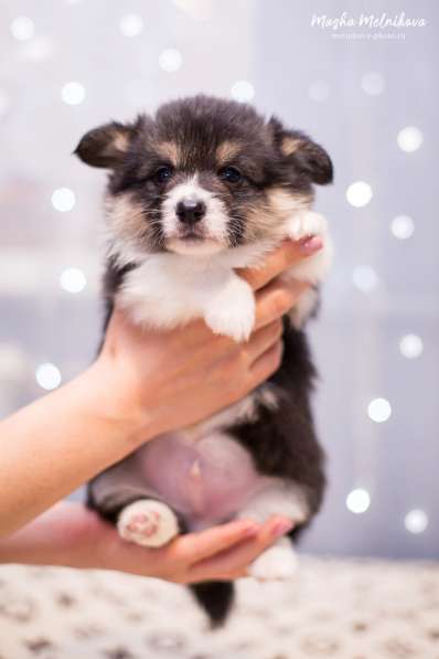 Вельш корги пемброк в Краснодаре фото 7