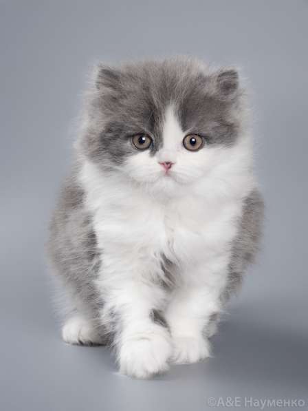 Британская длинношерстная кошечка Глория в Ярославле фото 6