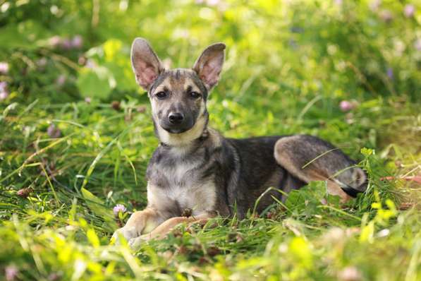 Щенки — маленькие метисы лабрадора в Москве фото 7