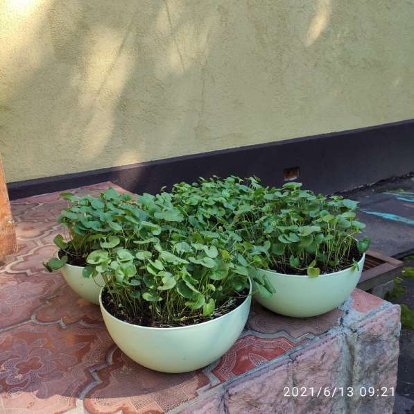 Дихондра в Чехове фото 5