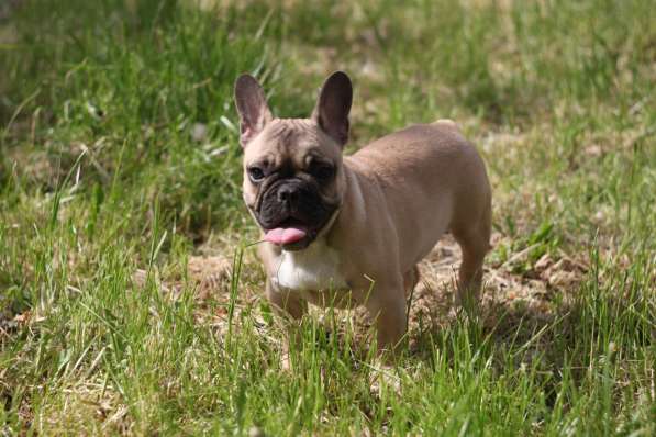 Щенки в Краснодаре фото 3