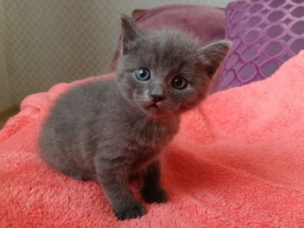 Котята, 1 месяц в Белгороде