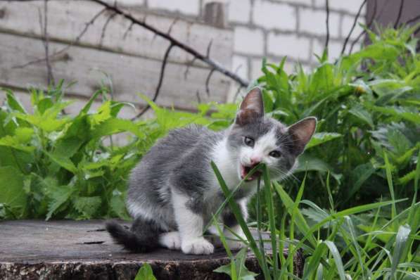 Котята в добрые руки в Томске фото 15