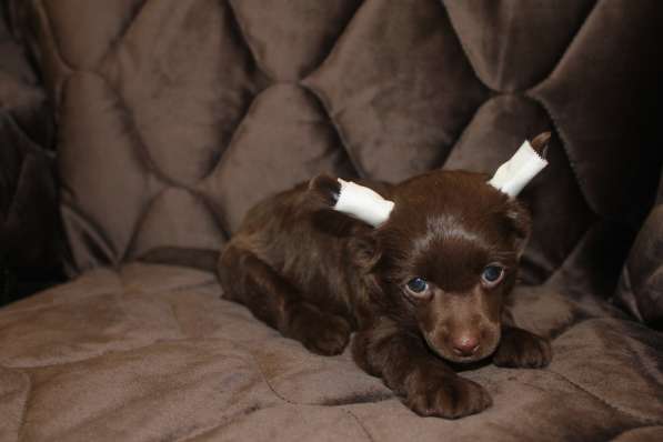 Пуховый шоколадный мальчик КХС в Москве фото 23