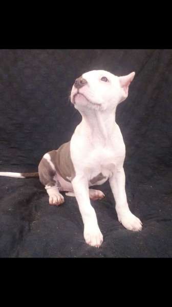 Красотка Амстаффа голубого окраса 3 месяца ркф в Москве фото 3