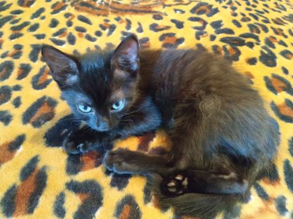 Котенок черный (метис Бомбейской кошки) в фото 16