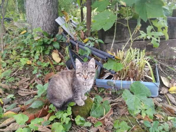 Котёнок девочка в Москве фото 15