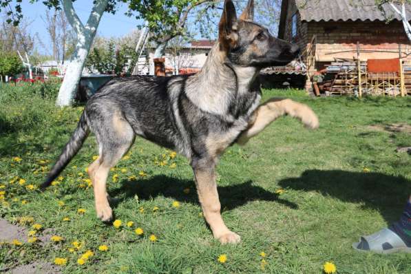 Щенки восточноевропейской овчарки (ВЕО) в фото 8