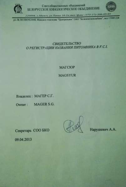 Щенок ши тцу девочка в фото 3