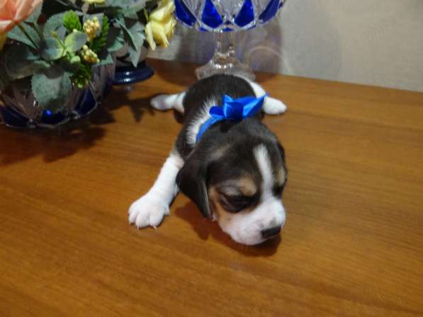 Продаются щенки бигля в Волгограде фото 21