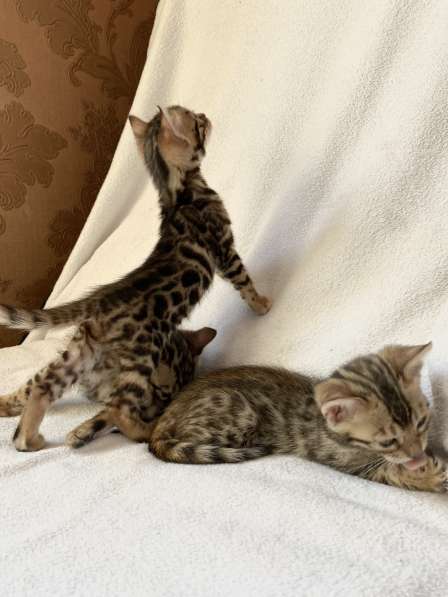 Бенгальские котята в Ростове-на-Дону фото 11