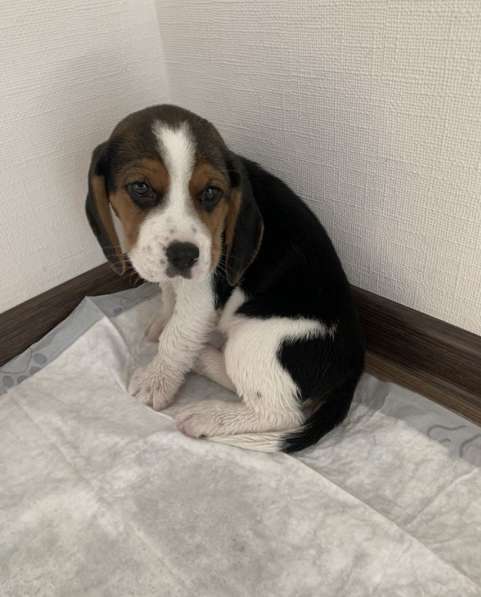 Щенок бигль в Волгограде фото 10