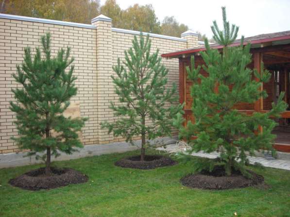 Сосны Крупномеры в Уфе