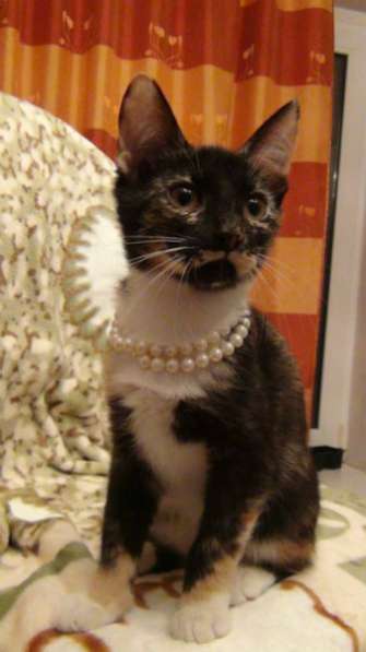 Отдам даром Славные малыши в поисках дома