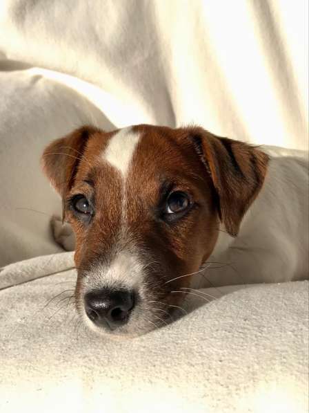 Jack Russell Terrier Welpen в фото 4