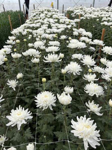 Продажа Цветов