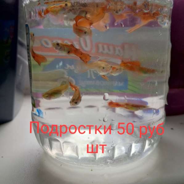 Гуппи в Мытищи фото 3