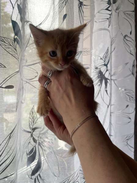 Котята в Луховицах