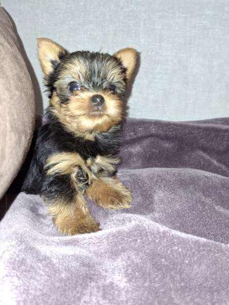 Чистокровные щенки Йоркширского Терьера в фото 3