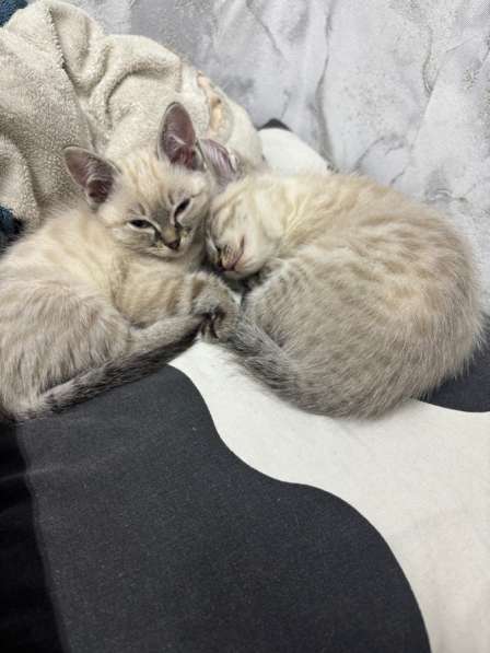 ПОКИНУЛИ КОТЯТ!СРОЧНО ОТДАЕМ В ДОБРЫЕ РУКИ???????