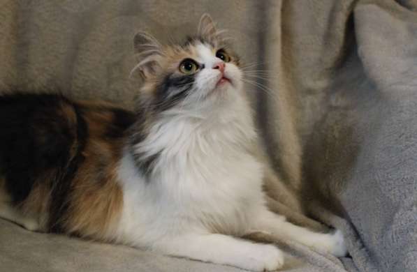 Миса в добрые руки в