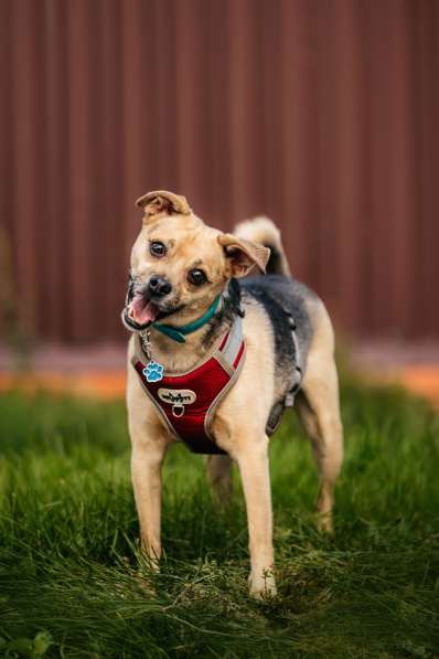 Чихуахуа Чупик в добрые руки в Москве фото 3