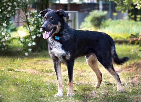 Добрый Чарли в Москве фото 4