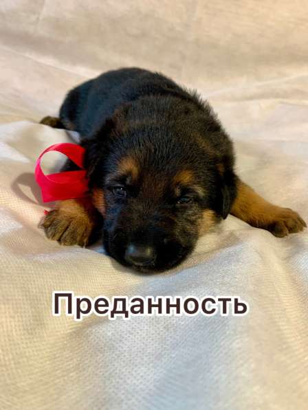 Продажа немочек щенят ! в Прокопьевске фото 5