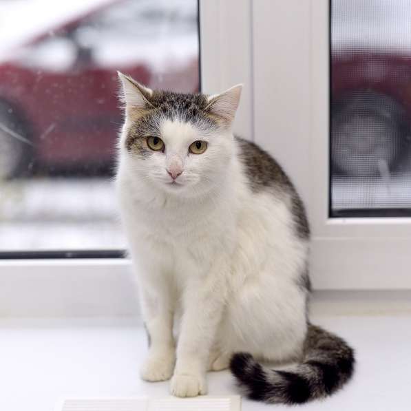 Кошечка Эля ищет дом! в Пушкино фото 9