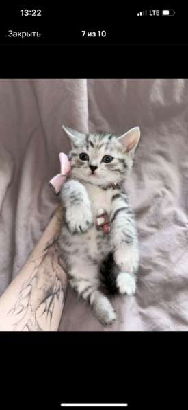 Котята шотландские в Москве фото 5